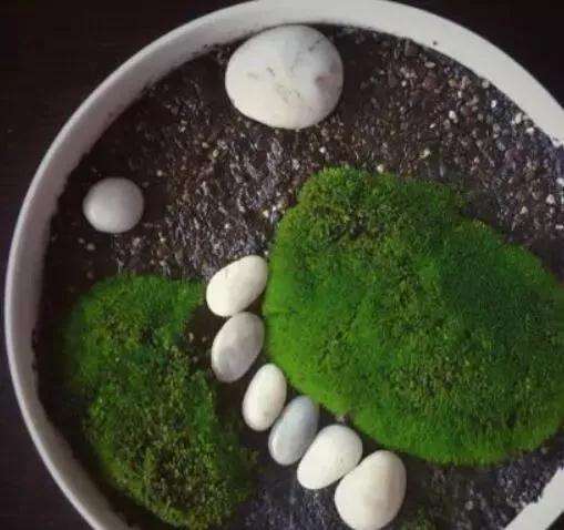怎么快速让盆景盆土生青苔的方法