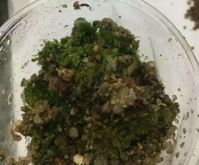怎么快速让盆景盆土生青苔的方法