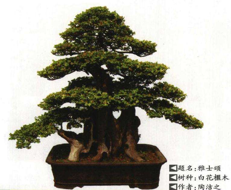 檵木盆景怎么施肥浇水的方法