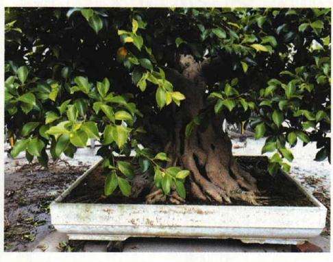 榕树盆景怎么摘叶修剪的方法