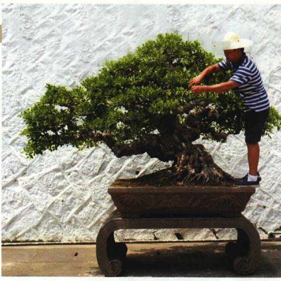 榕树盆景怎么摘叶修剪的方法