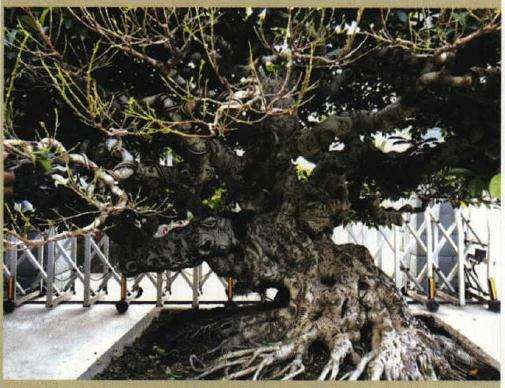 榕树盆景怎么摘叶修剪的方法