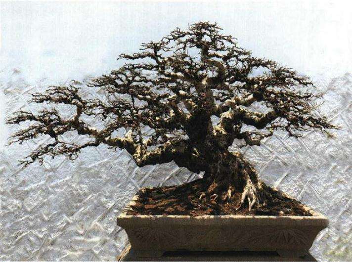 榕树盆景怎么摘叶修剪的方法