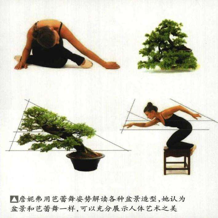 美国艺术家是怎么制作盆景的