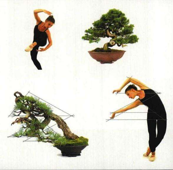 美国艺术家是怎么制作盆景的