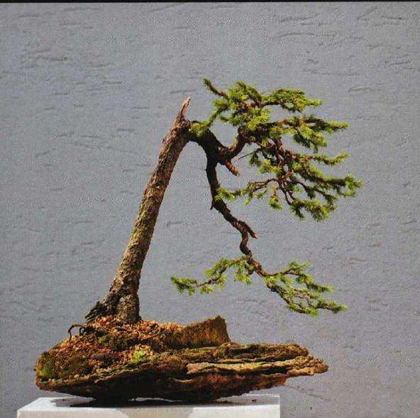 美国艺术家是怎么制作盆景的