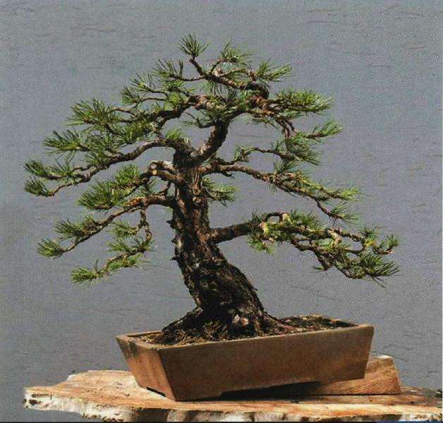 美国艺术家是怎么制作盆景的