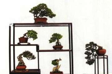 盆景人创办了自己的网上家园-盆景乐园网