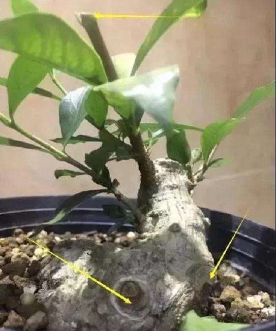 栀子花老桩盆景怎么制作舍利干