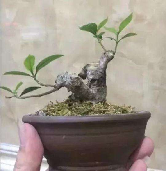 栀子花老桩盆景怎么制作舍利干