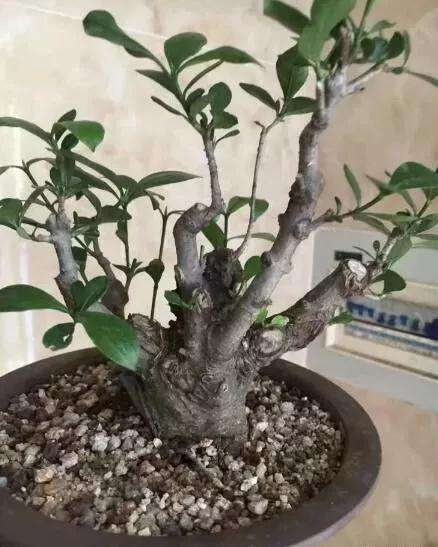 栀子花老桩盆景怎么制作舍利干