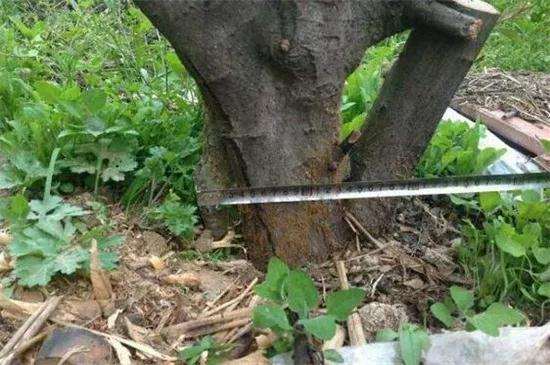 树桩盆景怎么种植制作方法