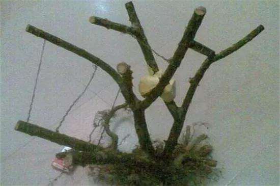 树桩盆景怎么种植制作方法