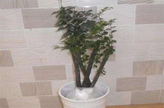 树桩盆景怎么种植制作方法