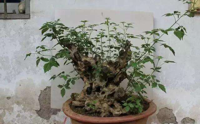 黄荆盆景怎么制作修剪的方法