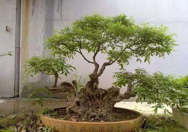 黄荆盆景怎么制作修剪的方法