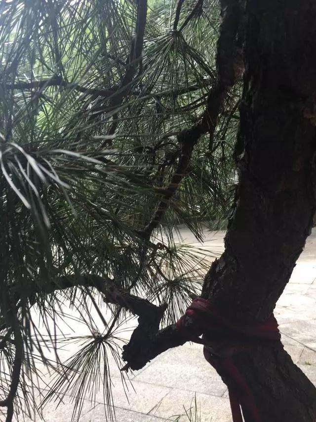 松树盆景怎么逼芽缩枝的方法