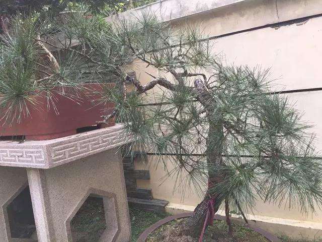 松树盆景怎么逼芽缩枝的方法