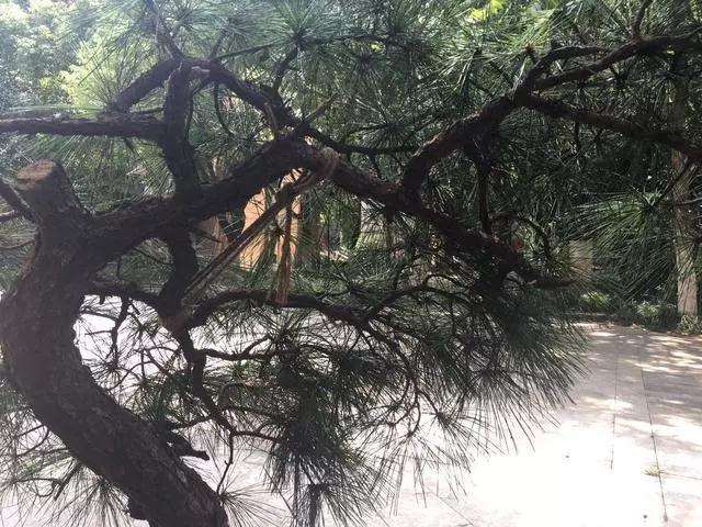 松树盆景怎么逼芽缩枝的方法 图片