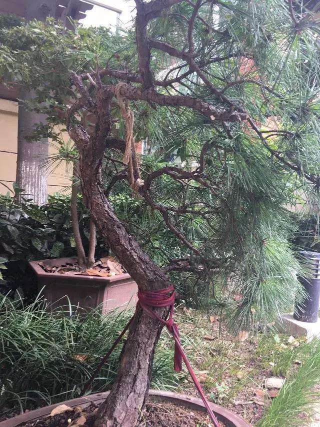 松树盆景怎么逼芽缩枝的方法