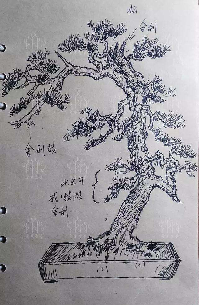 松树盆景怎么逼芽缩枝的方法