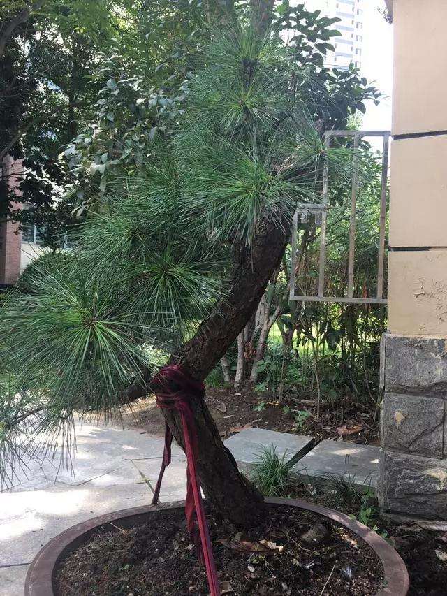 松树盆景怎么逼芽缩枝的方法