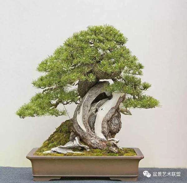 制作盆景有哪六个禁忌