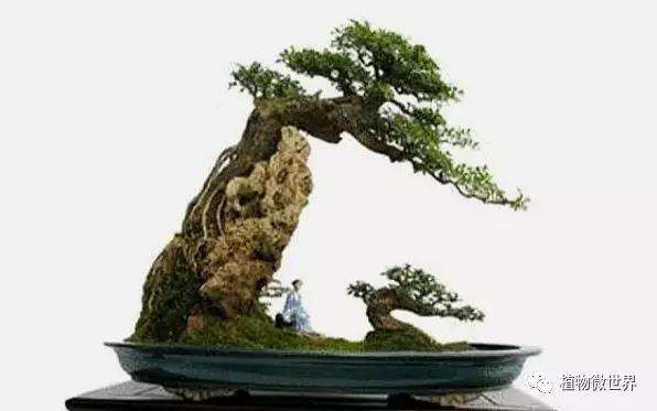 对节白蜡在室内养植怎么浇水的方法