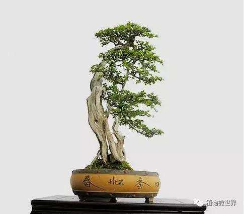 对节白蜡在室内养植怎么浇水的方法