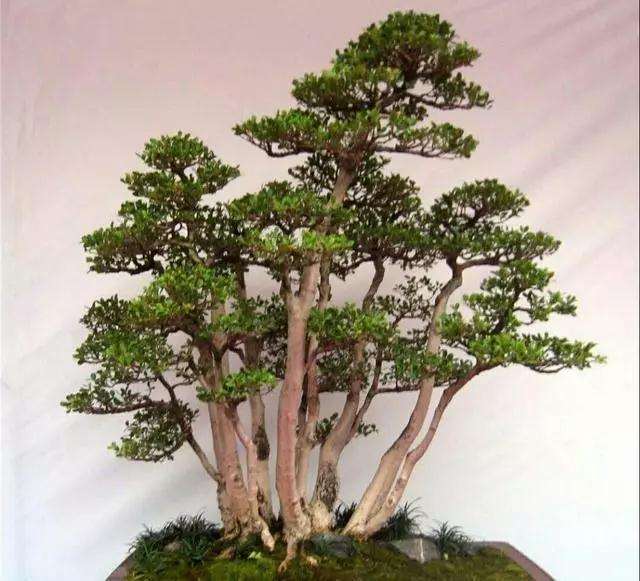 怎么制作丛林式盆景的9个方法