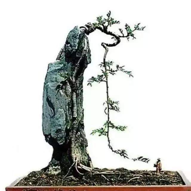 怎么用铝丝制作附石盆景的方法