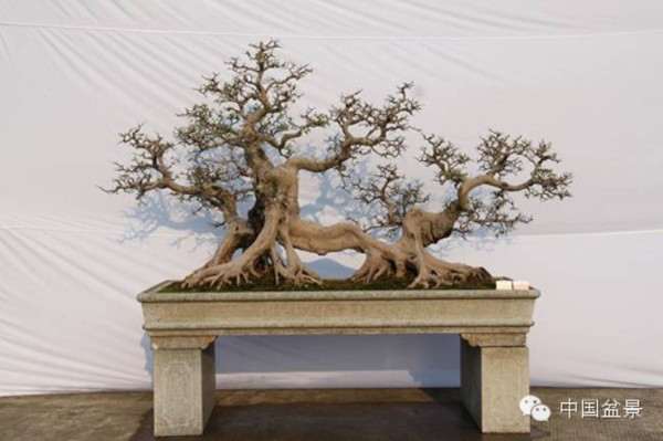 东莞之前举办过这种跨界的盆景活动吗