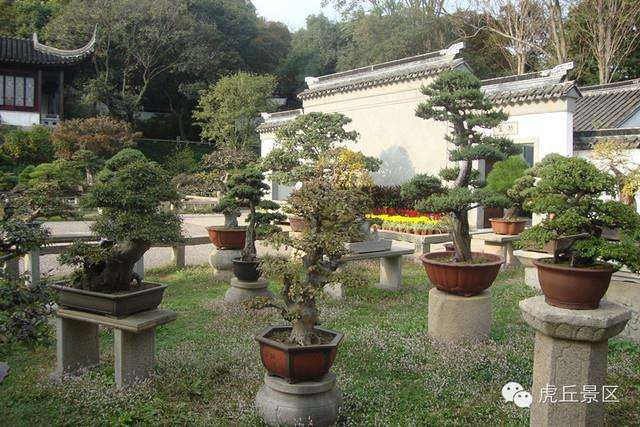 盆景创新有哪些具体的表现