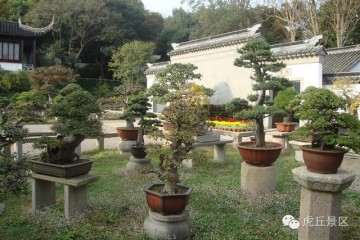 盆景创新有哪些具体的表现？