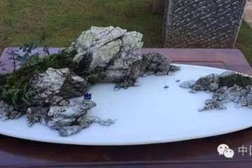 盆景怎么走进千家万户 难啊