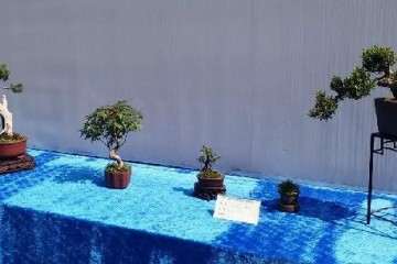 您们觉得盆景将来会成为一种趋势吗