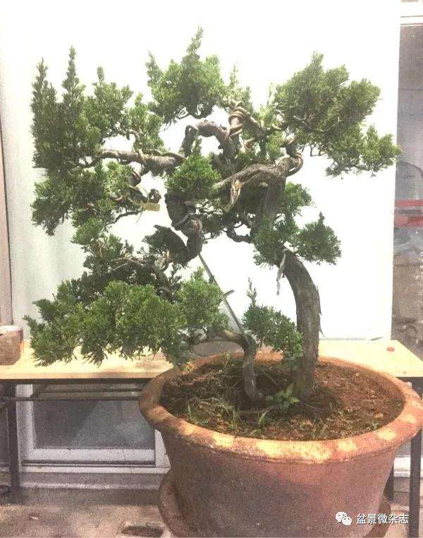 图解 怎么制作台湾真柏盆景的方法