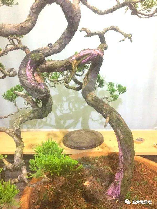 图解 怎么制作台湾真柏盆景的方法