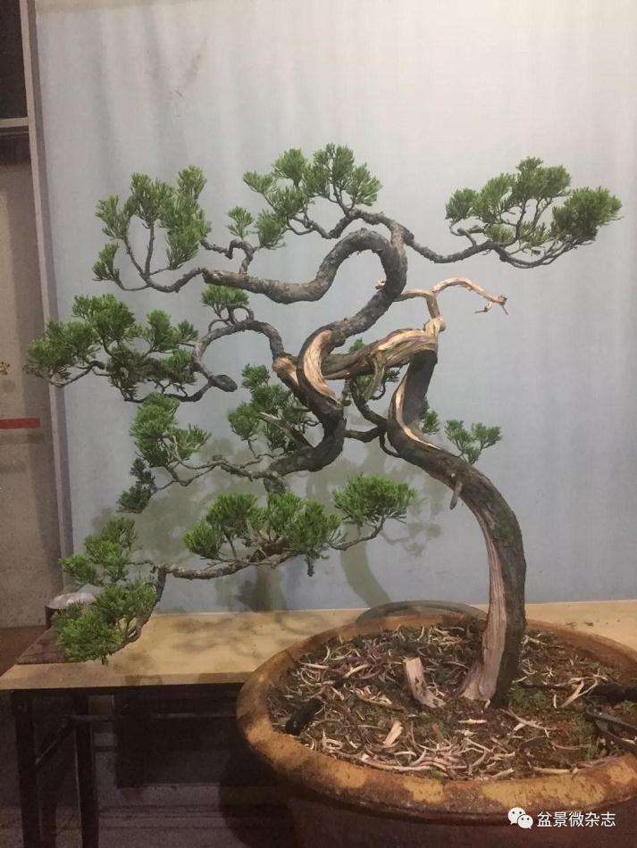 图解 怎么制作台湾真柏盆景的方法