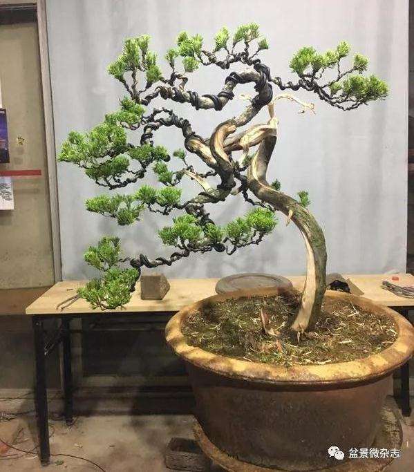 图解 怎么制作台湾真柏盆景的方法