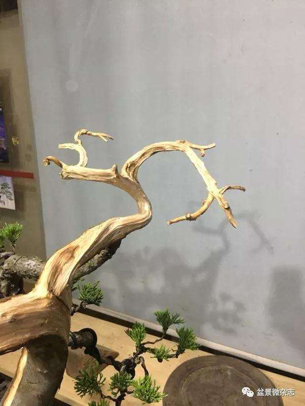 图解 怎么制作台湾真柏盆景的方法