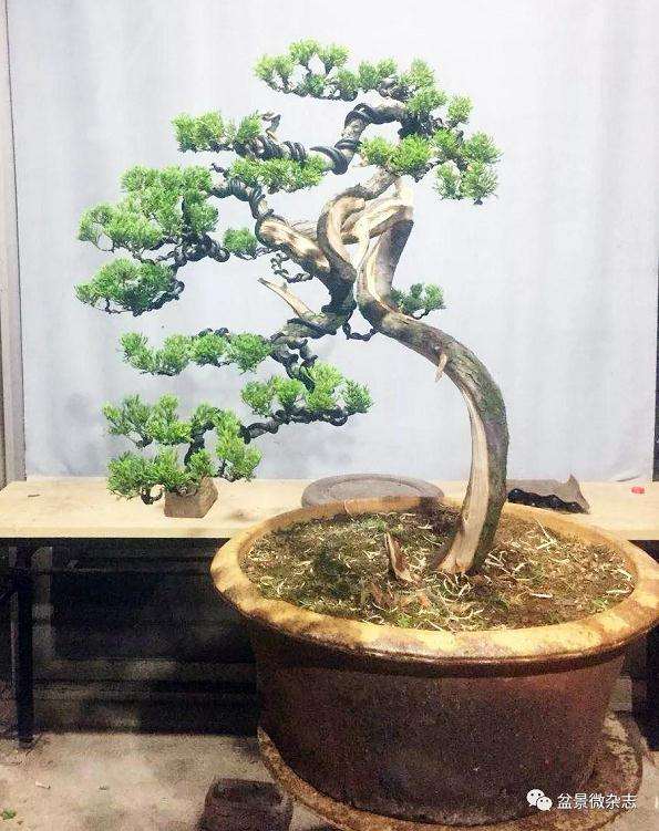 图解 怎么制作台湾真柏盆景的方法