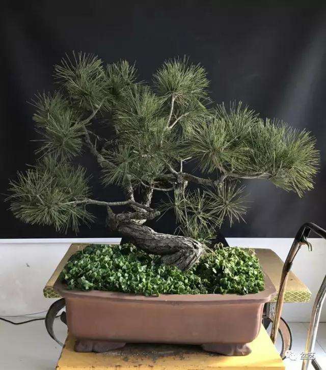 图解 赤松盆景怎么换盆创作的方法