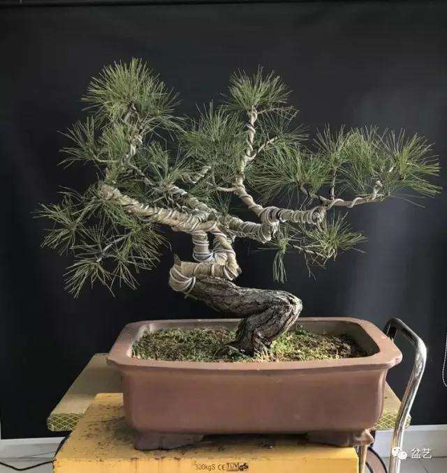 图解 赤松盆景怎么换盆创作的方法