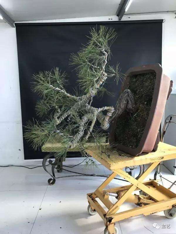 图解 赤松盆景怎么换盆创作的方法