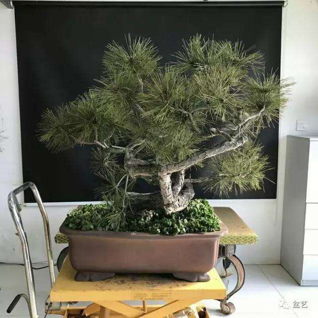 图解 赤松盆景怎么换盆创作的方法