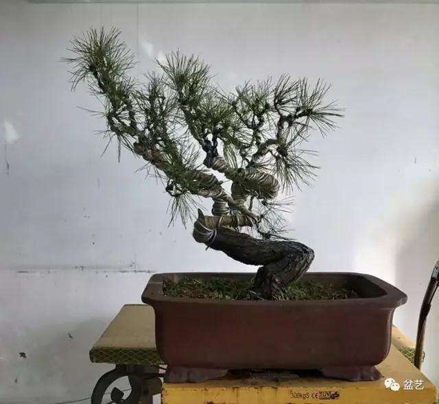 图解 赤松盆景怎么换盆创作的方法