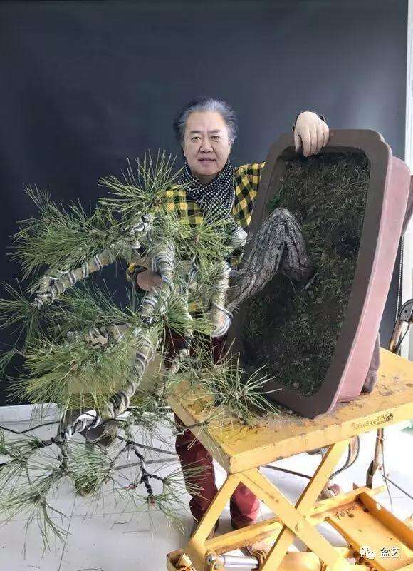 图解 赤松盆景怎么换盆创作的方法