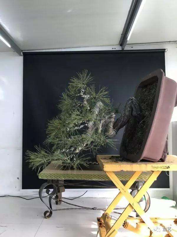 图解 赤松盆景怎么换盆创作的方法