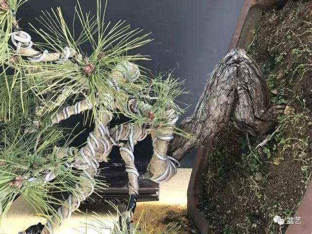 图解 赤松盆景怎么换盆创作的方法